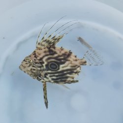 画像2: 《近海産海水魚》マトウダイ（SSサイズ）…ハンドコート採取