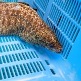 《近海産海水魚》☆アミメウツボの極太個体（2Lサイズ)…ハンドコート採取