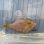 画像2: 《近海産海水魚》ヨソギ(Sサイズ)画像の個体です…ハンドコート採取 (2)