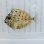 画像2: 《近海産海水魚》テングハギ属の幼魚（未同定）…ハンドコート個体 (2)