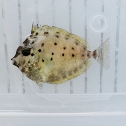 画像1: 《近海産海水魚》テングハギ属の幼魚（未同定）…ハンドコート個体