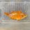 画像1: 《近海産海水魚》オハグロベラ…ハンドコート採取 (1)