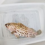 《近海産海水魚》カンモンハタ(Mサイズ)…当店ハンドコート採取