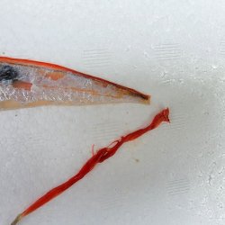 画像4: 《外洋性深海魚》☆★☆テンガイハタ (画像の個体です)【冷凍】613・・