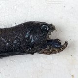 《外洋性深海魚》ワニトカゲギス目の1種（画像の個体です）613…冷凍個体