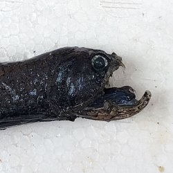 画像1: 《外洋性深海魚》ワニトカゲギス目の1種（画像の個体です）613…冷凍個体