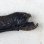 画像1: 《外洋性深海魚》ワニトカゲギス目の1種（画像の個体です）613…冷凍個体 (1)