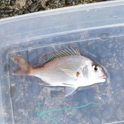 画像6: 《近海産海水魚》マダイ(SSサイズ)1匹（天然採取）…ハンドコート採取‥サマーセール中の商品！！