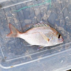 画像4: 《近海産海水魚》マダイ(SSサイズ)1匹（天然採取）…ハンドコート採取‥サマーセール中の商品！！