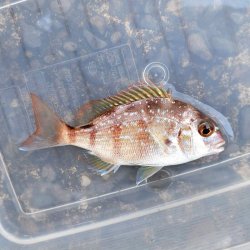 画像5: 《近海産海水魚》マダイ(SSサイズ)1匹（天然採取）…ハンドコート採取‥サマーセール中の商品！！