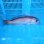 画像1: 《近海産海水魚》激レア☆☆シロアマダイ（MLサイズ）…ハンドコート採取（画像の個体です） (1)