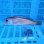 画像2: 《近海産海水魚》激レア☆☆シロアマダイ（MLサイズ）…ハンドコート採取（画像の個体です） (2)