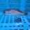 画像3: 《近海産海水魚》激レア☆☆シロアマダイ（MLサイズ）…ハンドコート採取（画像の個体です） (3)