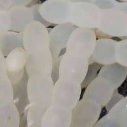 画像1: 《近海産甲殻類》アオリイカの有精卵の5房セット（1房に4〜5個）・・数日で孵化します！！