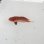 画像2: 《近海産海水魚》☆ホウセキキントキ幼魚(1匹)…ハンドコート採取