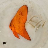 《近海産海水魚》ナンヨウツバメウオ幼魚…当店ハンドコート採取