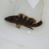 《近海産海水魚》☆☆☆クエ（Mサイズ）…当店ハンドコート採取