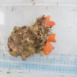 画像1: 《近海産海洋生物》キサンゴの一種