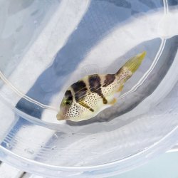 画像6: 《近海産海水魚》ノコギリハギ‥ハンドコート採取