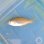 画像2: 《近海産海水魚》ロクセンフエダイ幼魚(画像の個体です)…ハンドコート採取 (2)