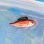 画像3: 《近海産海水魚》ニジエビス幼魚（画像の個体です）…当店ハンドコート採取 (3)