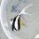 画像1: 《近海産海水魚》【ウルトラレア】ハタタテダイ幼魚（背鰭第4棘ダブルフィン）個体・・・当店ハンドコート個体 (1)