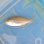 画像1: 《近海産海水魚》ロクセンフエダイ幼魚(画像の個体です)…ハンドコート採取 (1)