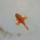 画像5: 《近海産海水魚》【激レアサイズ】オオモンカエルアンコウ幼魚（赤系）…ハンドコート採取 (5)