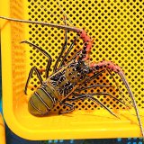 《近海産甲殻類》【錦龍海老】ゴシキエビ（画像の個体です）…ハンドコート採取