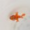 画像3: 《近海産海水魚》【激レアサイズ】オオモンカエルアンコウ幼魚（赤系）…ハンドコート採取 (3)