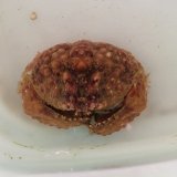 《近海産甲殻類》マルコブカラッパ(画像の個体です)…ハンドコート採取
