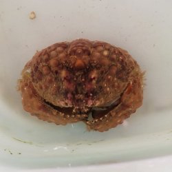画像1: 《近海産甲殻類》マルコブカラッパ(画像の個体です)…ハンドコート採取