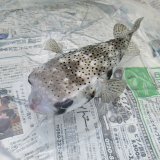 《近海産海水魚》☆★イシガキフグ（28〜30）…ハンドコート採取