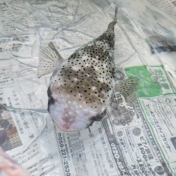 画像4: 《近海産海水魚》☆★イシガキフグ(2Lサイズのフリー個体)特殊梱包…ハンドコート採取