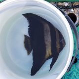 《近海産海水魚》ツバメウオ　(Ｍサイズ)…ハンドコート採取