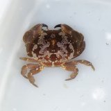 《近海産甲殻類》スベスベマンジュウガニ　Sサイズ…ハンドコート採取