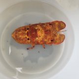 《近海産甲殻類》セミエビ（画像の個体です）…ハンドコート採取