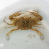 《近海産甲殻類》ジャノメガザミ…ハンドコート採取