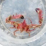 《近海産甲殻類》ツノダシヒシガニ（画像の個体です）…ハンドコート採取