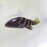 ヤイトハタ （またはチャイロマルハタ）幼魚 ハンドコート個体