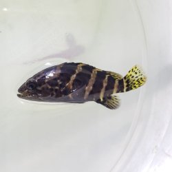 画像1: ヤイトハタ （またはチャイロマルハタ）幼魚 ハンドコート個体