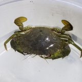 《近海産甲殻類》ノコギリガザミ（珍サイズ）…当店ハンドコート採取