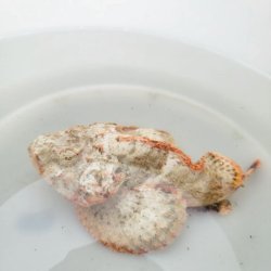 画像3: 《近海産海水魚》【珍色】サツマカサゴ（画像の個体です）…ハンドコート採取
