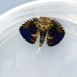 画像3: 《近海産海水魚》【珍】オキセミホウボウ 幼魚(画像の個体です)美個体です…ハンドコート採取