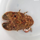 《近海産甲殻類》ゾウリエビ(SMサイズ)のフリー個体…ハンドコート採取