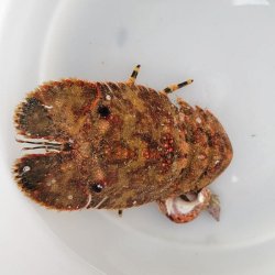 画像1: 《近海産甲殻類》ゾウリエビ(Mサイズ)…ハンドコート採取