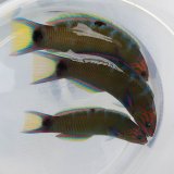 《近海産海水魚》オトメベラ幼魚（1匹）…当店ハンドコート採取