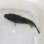 画像3: 《近海産海水魚》【珍】☆★ホシフグ(Sサイズ)1匹…ハンドコート採取