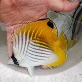 《近海産海水魚》トゲチョウチョウウオ（Lサイズ）‥餌爆食中