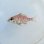 画像2: 《近海産海水魚》イトフエフキ幼魚(画像の個体です)…ハンドコート採取 (2)
